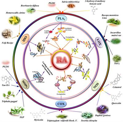 Research Progress of Therapeutic Enzymes and Their Derivatives: Based on Herbal Medicinal Products in Rheumatoid Arthritis